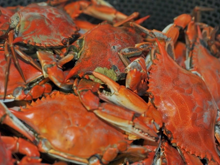 Fenwick Crab House