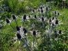 Delaware Botanic Gardens at Pepper Creek