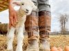 Brittingham Farms