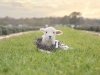 Brittingham Farms