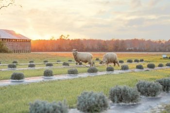 Brittingham Farms