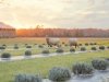 Brittingham Farms