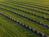 Brittingham Farms