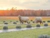 Brittingham Farms