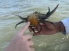 Crab Claws Adventures