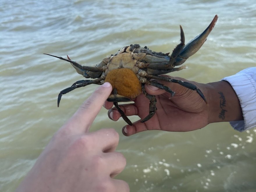 Crab Claws Adventures