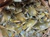 The Crab Connect