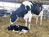 Hopkins Farm Creamery