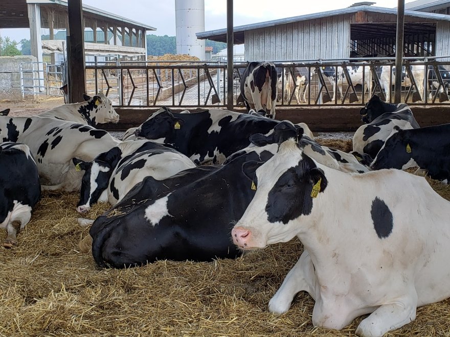 Hopkins Farm Creamery