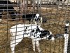 Hopkins Farm Creamery