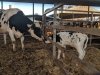 Hopkins Farm Creamery
