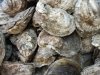 Lewes Fishhouse Seafood Market