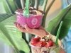 Playa Bowls Rehoboth