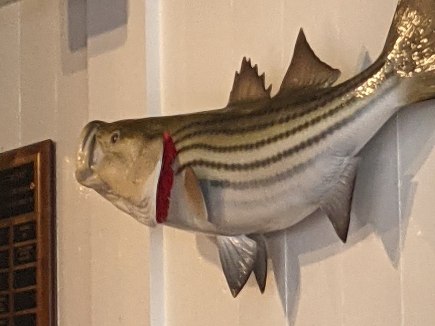 Striper Bites