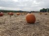 Mr. Pepper's Pumpkin Patch