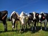 Vanderwende Farm Creamery