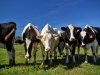 Vanderwende Farm Creamery