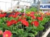 East Coast Garden Center