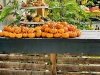 Garden Shack Farm