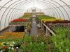 Garden Shack Farm