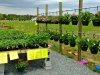 Garden Shack Farm