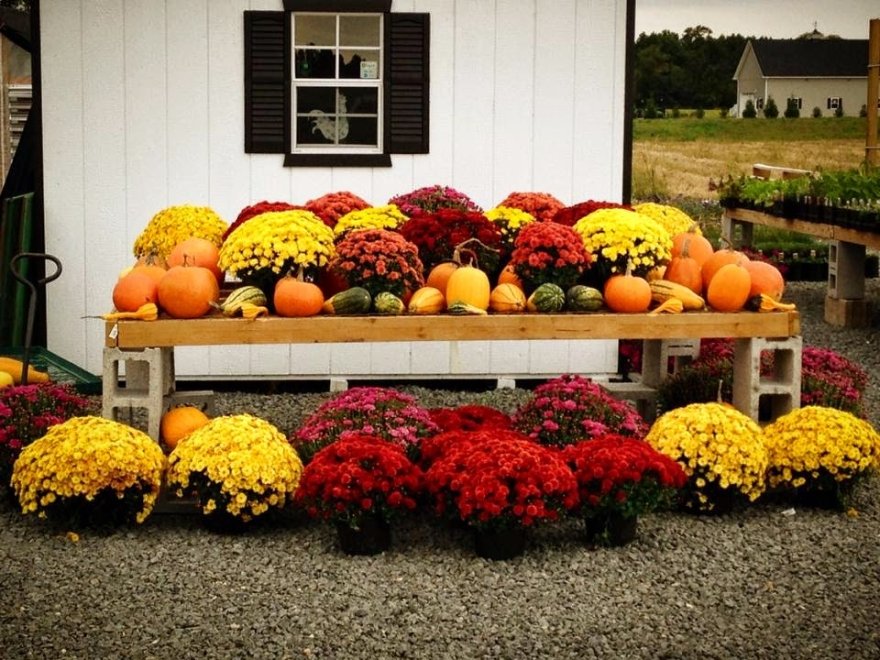 Garden Shack Farm