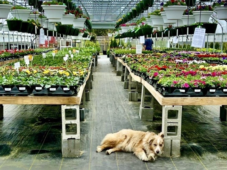 Garden Shack Farm