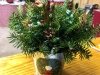 Don's Tree Farm - Off Season Call Ahead