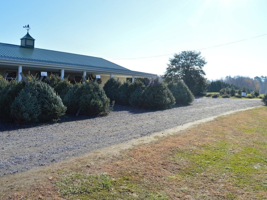 Don's Tree Farm - Off Season Call Ahead