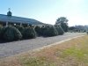 Don's Tree Farm - Off Season Call Ahead