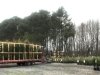 Don's Tree Farm - Off Season Call Ahead