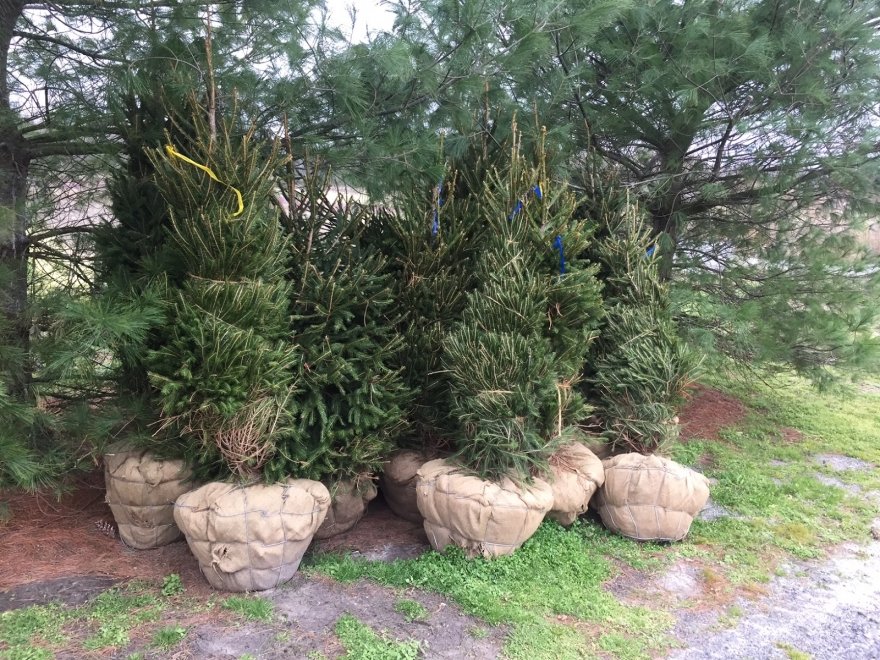 Don's Tree Farm - Off Season Call Ahead