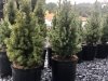 Don's Tree Farm - Off Season Call Ahead