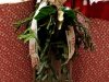 Don's Tree Farm - Off Season Call Ahead