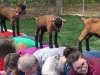 Goat Joy