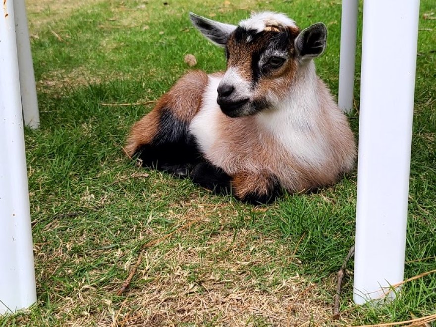 Goat Joy