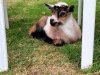Goat Joy