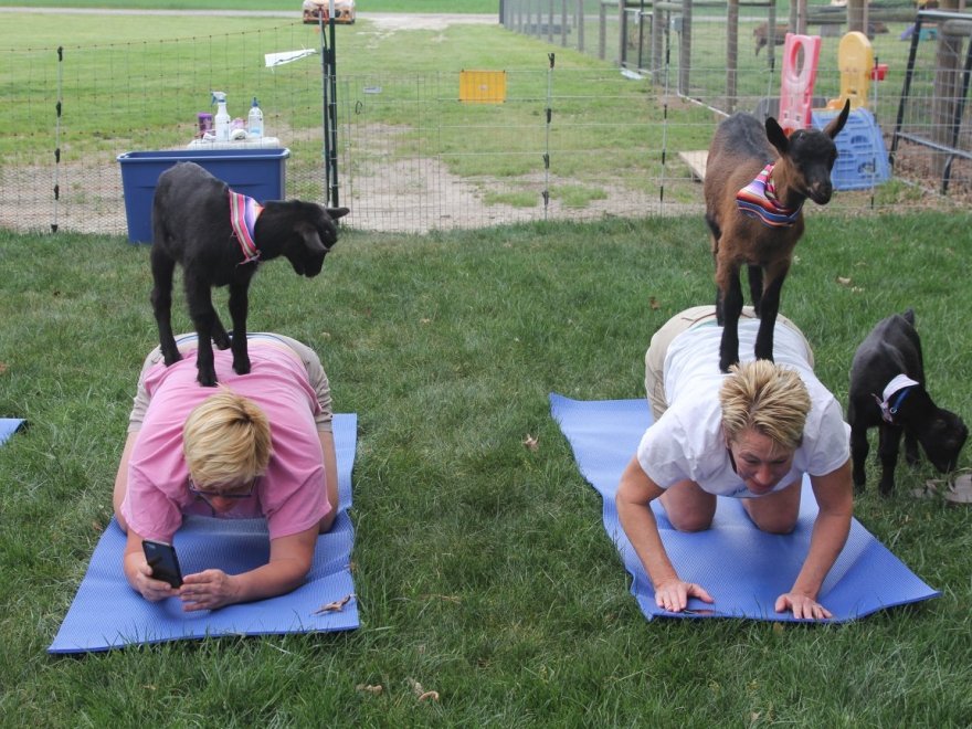 Goat Joy