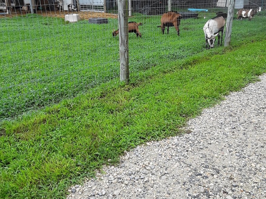 Goat Joy