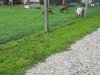 Goat Joy