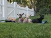 Goat Joy