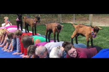 Goat Joy