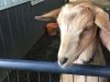 Goat Joy
