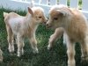 Goat Joy