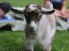 Goat Joy