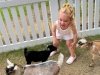 Goat Joy