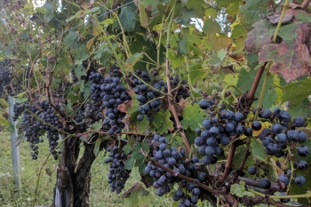 Nassau Valley Vineyards-Winery