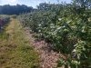 Bennett Orchards