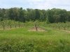 Bennett Orchards