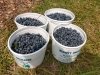 Bennett Orchards